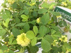 幸せの黄色いクローバー