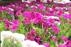 花後がきれいなシバザクラ（芝桜）