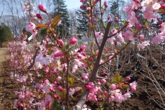 苗木売場ＯＰＥＮ！！