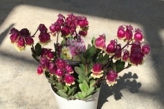 八重咲カランコエ