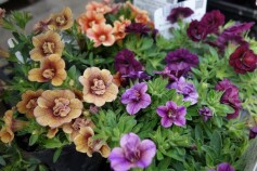 カリブラコア　ティフォシー　アンティークシリーズ