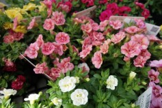 カリブラコア　ティフォシー　ダブルシリーズ