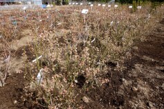 ブルーベリーの苗木