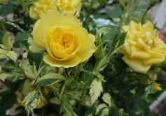 斑入りミニバラ