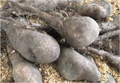 ナガイモ　’トロフィー’