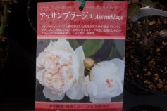 初入荷☆バラ　アッサンブラージュ