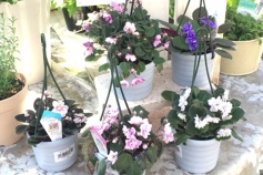 セントポーリアの吊鉢