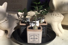 フォッケア エデュリス