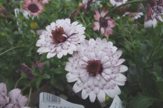 ダブルオステオスペルマム