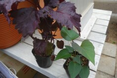 サツマイモと赤シソの関係☆