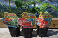 ☆☆コンテナで野菜を育てる☆☆