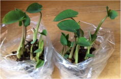 サトイモ　八つ頭