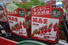 イチオシミニトマト☆‘純あま’おいしい試食会♪