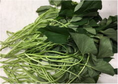 サツマイモの切苗入荷しました！