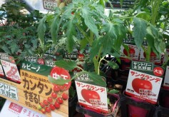 トマトの品ぞろえに自信あり！！➀