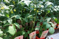 トマトの品ぞろえに自信あり！！②