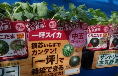 スイカ苗