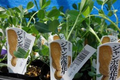 ジャンボ落花生