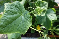 キュウリ、ナス、カボチャ苗