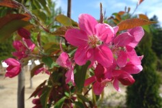 リンゴの花が咲きました☆