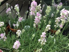 ピンク色のラベンダー