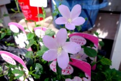 ハイビスカス　‘ロバツス’