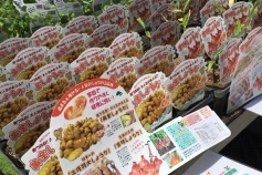 黄金ショウガ・金時ショウガ