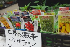 世界の☆激辛☆トウガラシが揃っています!!