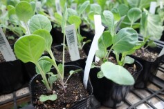 芽キャベツ　‘ファミリーセブン’