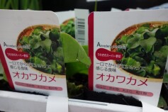 健康野菜☆オカワカメ