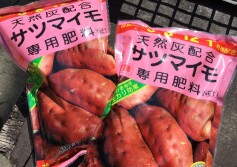 サツマイモ専用肥料