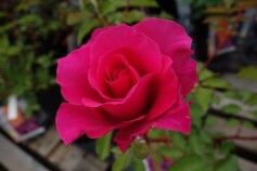 苗木売場のバラが開花してきています☆