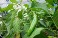 ピリ唐とうがらし福耳