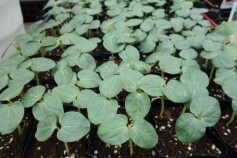 オクラ　アーリーファイブの苗が入荷しています。