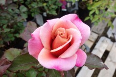 バラ　‘ディスタント　ドラムス’