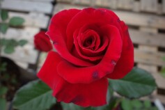 バラ　‘フランクリー　スカーレット’