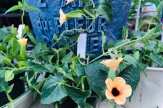 ツンベルギア・アラータ