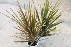 ドラセナ・コンシンネ　’トリカラー’