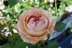 バラ　‘キャラメルアンティーク’