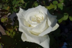 バラ　‘ヨハネパウロ2世’