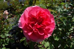 バラ　‘るる’