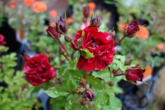 ミニバラ　‘プリンス　メイアンディナ’