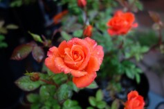 ミニバラ　‘アンバー　メイアンディナ’