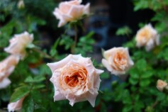 ミニバラ　‘ピーチ　メイアンディア’