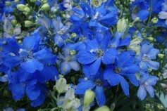 デルフィニウム