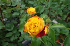 バラ　‘絵日傘’