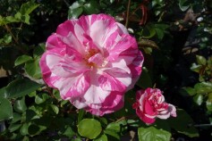 バラ　‘バランゴ’