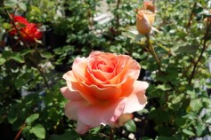 バラ　‘ブラス　バンド’