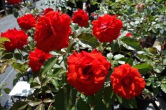 バラ　‘オリンピック　ファイヤー’