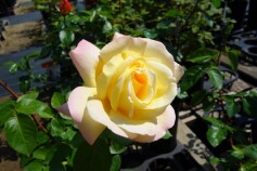 バラ　‘ピース’